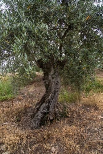 old russian olive tree in the forest