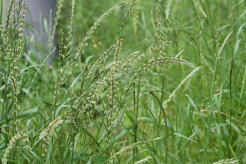 Ryegrass plant with growing flowers