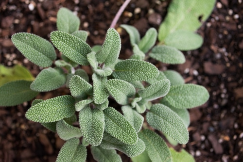 a plant with rough leaves in the garden