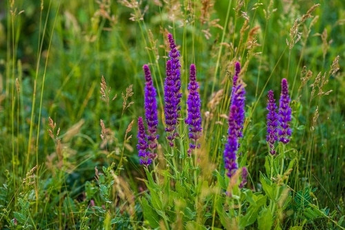 salvia nemorosa plant salvia nemorosa herbal plant