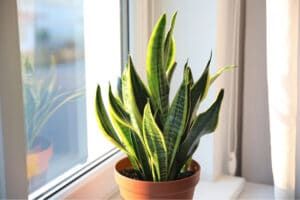 A potted sansevieria plant