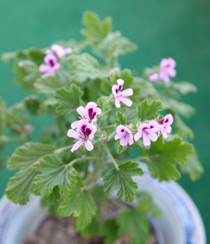 scented geraniums pink scented geranium flowers