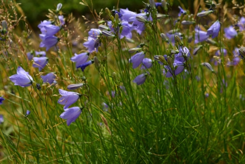 A paper thin flowers of a purple scotch bluebell