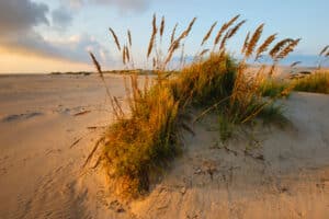 group of tall sea oats grasses