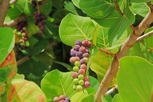 seagrape plant a seagrape shrub with ripe fruit clusters