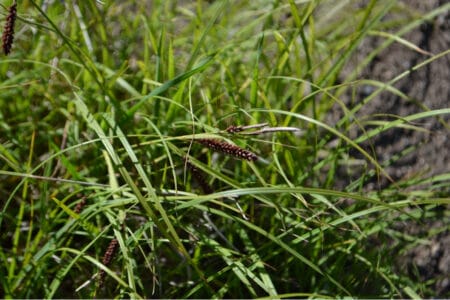 Carex Flacca: Blue Sedge Information and Care