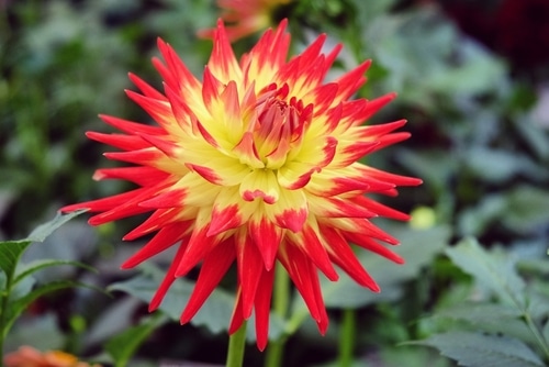 A red and yellow semi-cactus dahlia