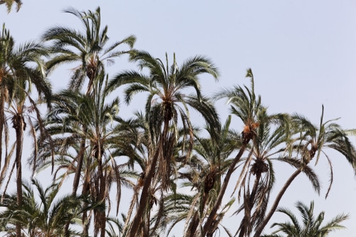 tall senegal palm trees