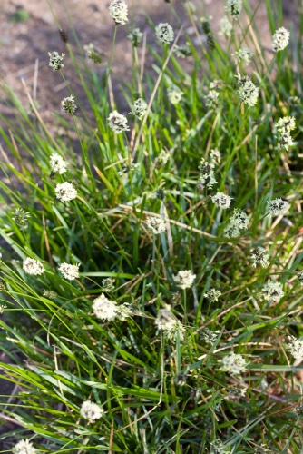 abundant growth of sesleria moor grass