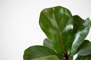Shiny green fig leaf
