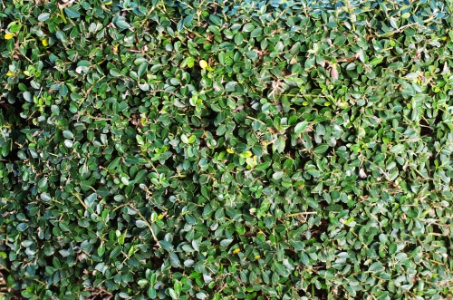 shrub buxus shrub buxus growing in the garden