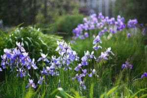 A bunch of beautiful violet siberian iris in a field