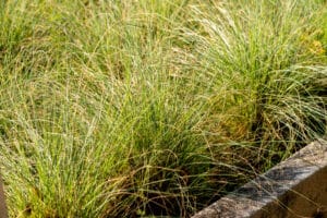 abundant growth of grasses in sidewalks