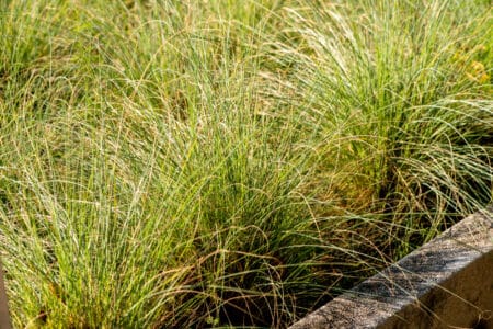 abundant growth of grasses in sidewalks