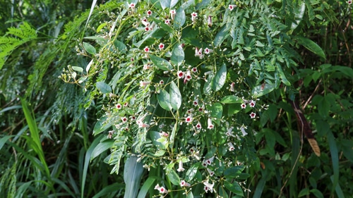 thick skunk vine with flowers