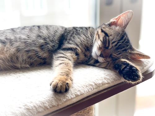 A sleeping kitten on a table rug