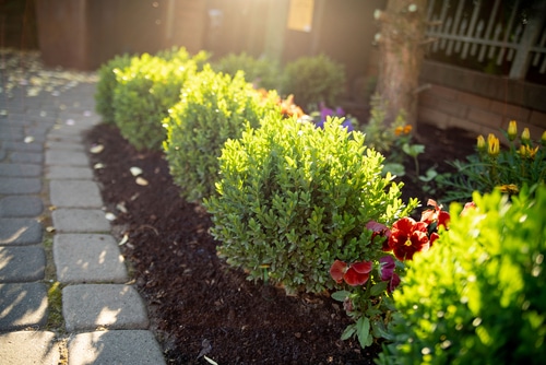 small bushes row of small bushes in the backyard