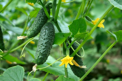 small and flowering cucumbers in the garden
