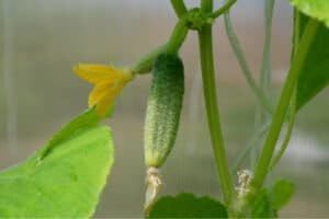 growing small cucumber