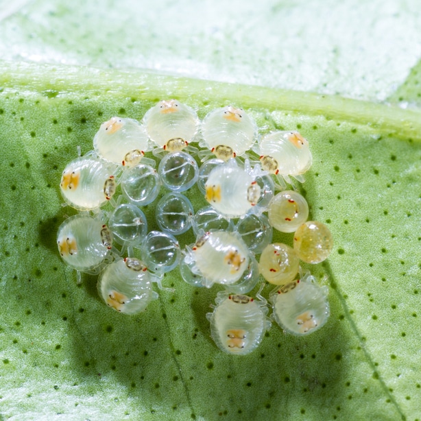 Small eggs on the underside of a leaf
