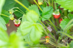 ripe small strawberries in the garden
