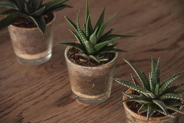 Small succulent plants in a small glass container