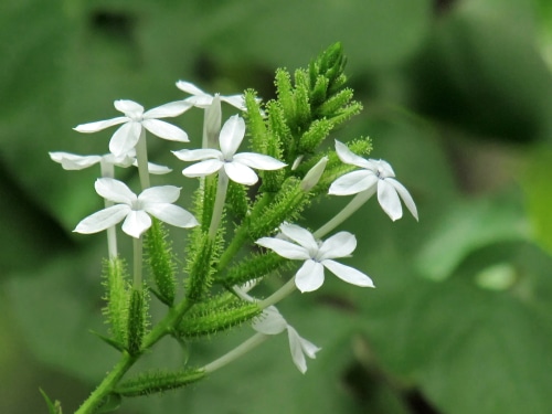 Small white flower plumbago plants