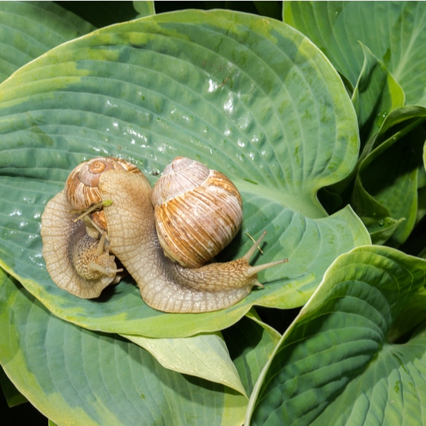 Snail resting on the foliage of a hosta leaf.