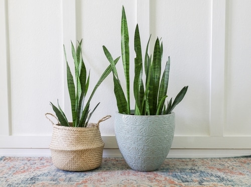 snake plant in a beautiful woven pot