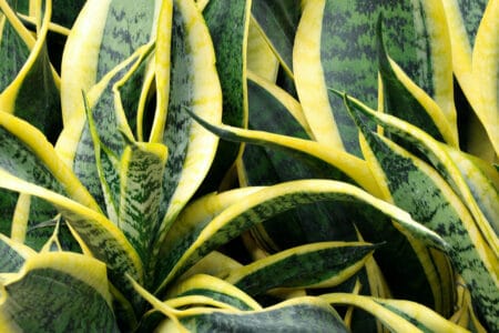 close up of snake plant leaves