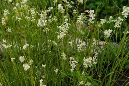 Luzula flowering grass snowhite