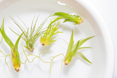 Soaking some air plant buds in water