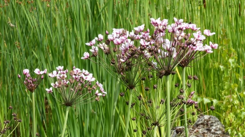 soft rush grass with blooming pink flowers
