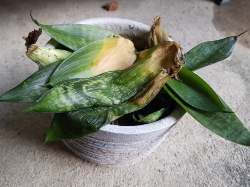 A dead snake plant with soggy leaves from overwatering