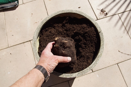 A hand holding some chunks of garden soil from a pot