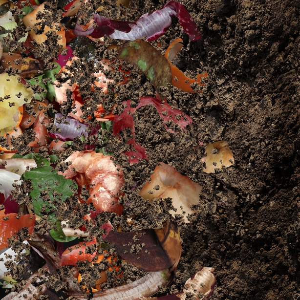 Compost makes for excellent soil amendments