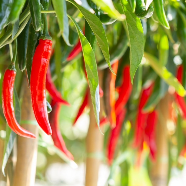 Many colorful varieties of peppers include some that are very spicy