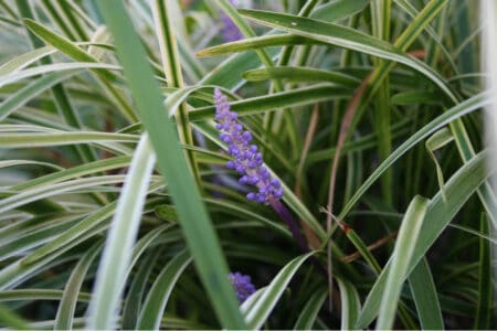 11 Evergreen Ornamental Grasses to Consider Growing