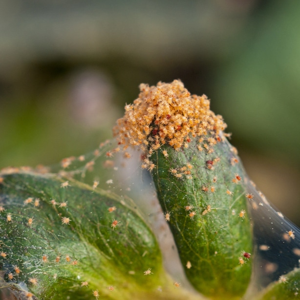 Spider mites covering a hibiscus plant