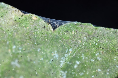 spider mites present on leaves