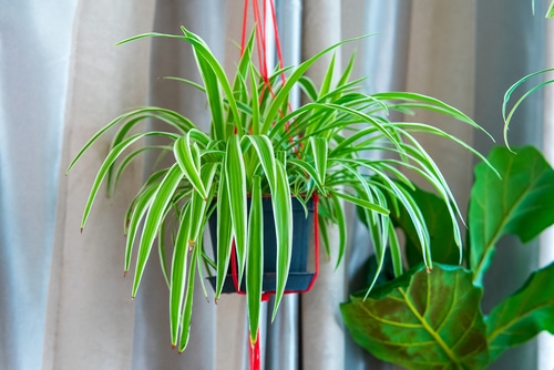 Hanging spider plant, red strings