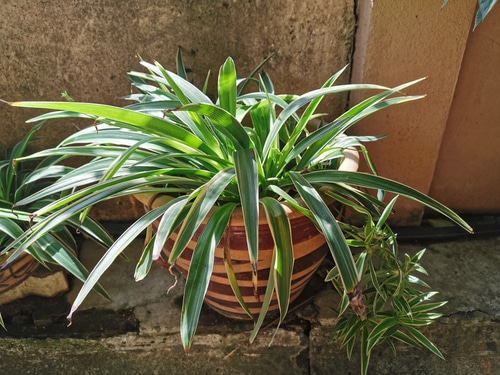 A healthy growing spider houseplant.