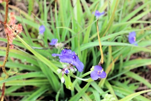 spiderwort purple wildflower