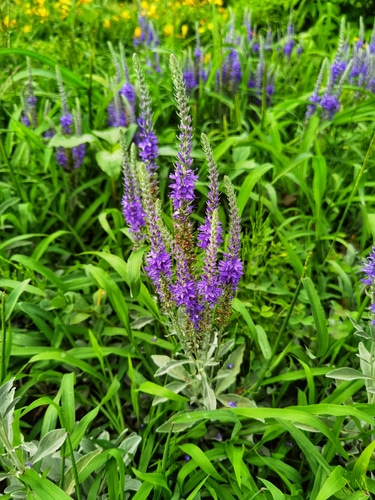 spike speedwell flowers blooming with grasses