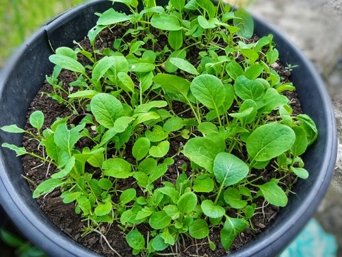 homegrown spinach in a plastic planter