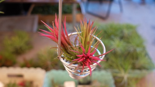 spiral wires as air plant holders