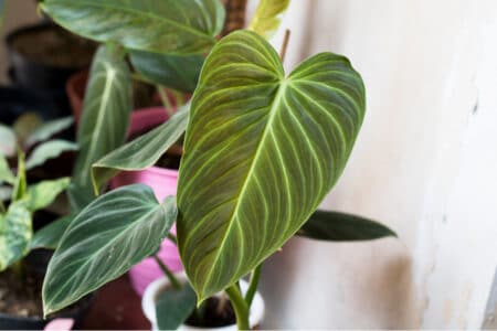 Philodendron Splendid: Information and Care Guide