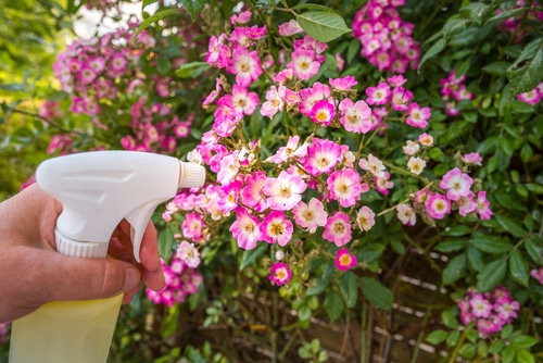 A person spraying a plant with pink flowers.