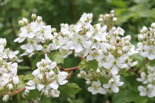 spring bloom white spring bloom flowers of rasberries