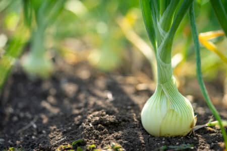 white spring onion in the soil